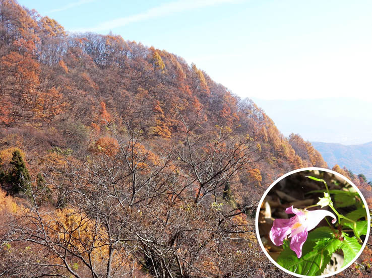 写真24紅葉の山とツリフネソウ：陣馬平山