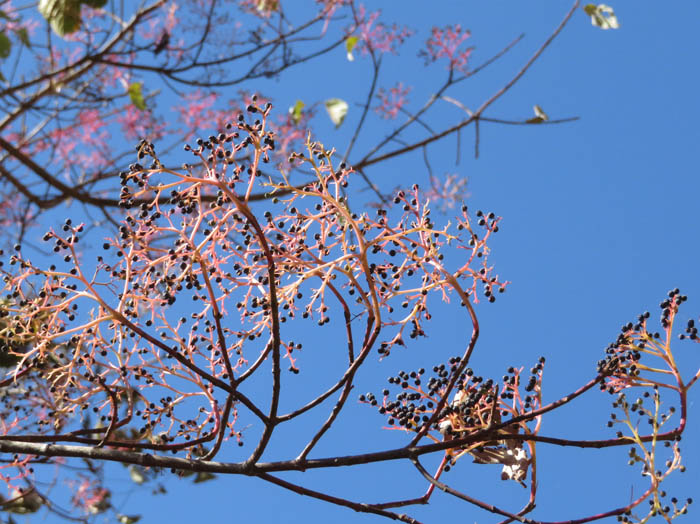 写真4タラノキ実：陣馬平山