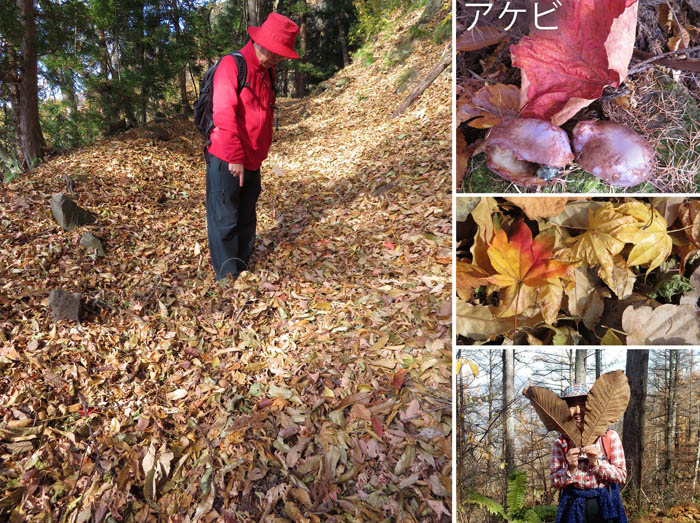 写真8落ち葉がいっぱい（アケビも）：陣馬平山