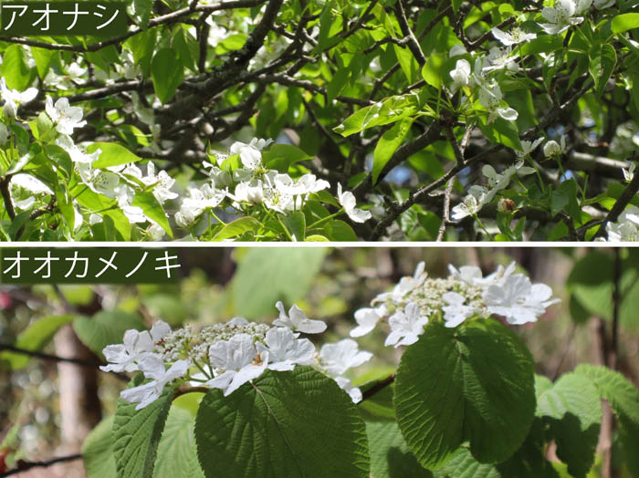 photo：アオナシ,オオカメノキ：戸隠森林植物園