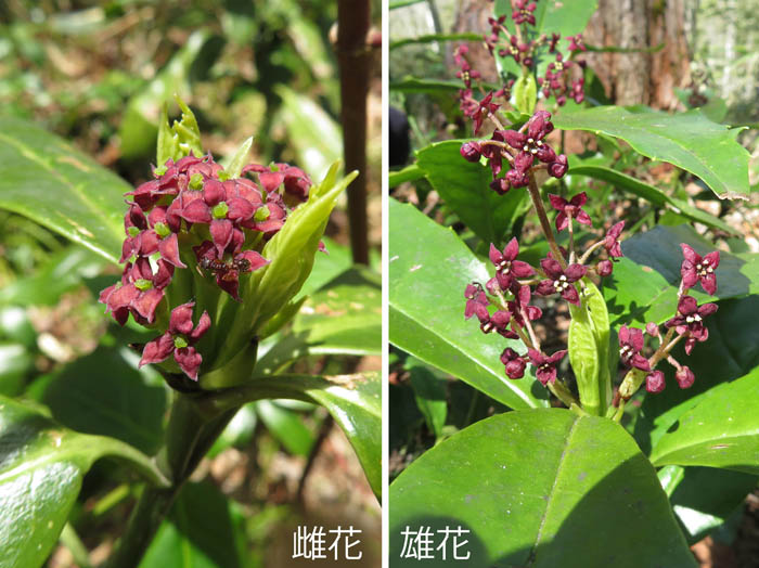 photo：雌雄異株のヒメアオキ：戸隠森林植物園