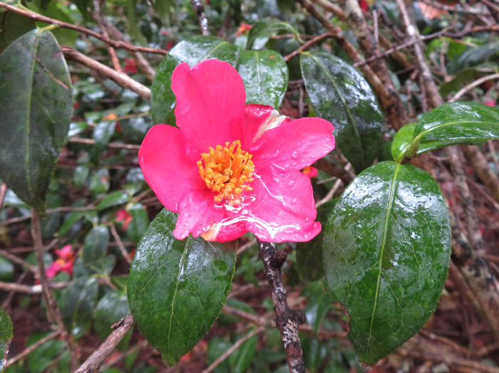 photo：雪椿：戸隠森林植物園