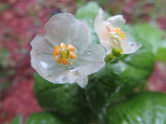 photo：雨に濡れたサンカヨウ：戸隠森林植物園