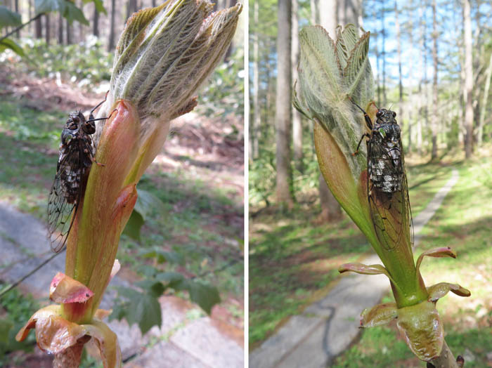 photo：ハルゼミか?：戸隠森林植物園