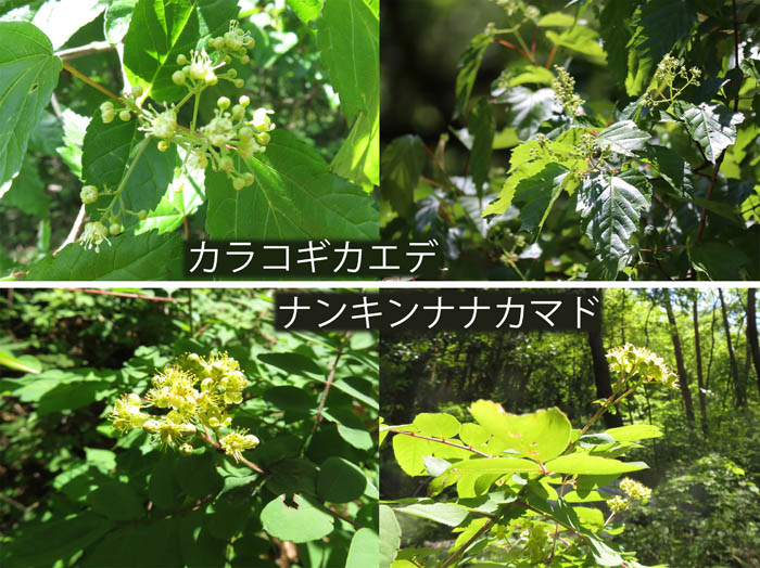 photo：カラコギカエデとナナカマドの花：地附山