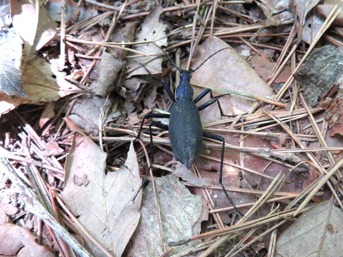 photo：ツチハンミョウの仲間だろうか：地附山