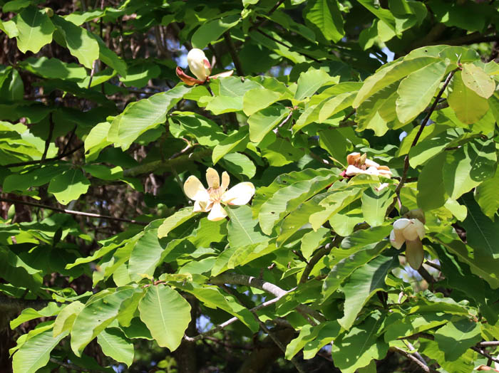 photo：ホオノキの花：地附山