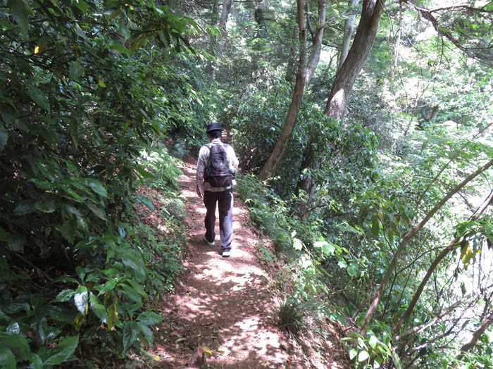 photo：深い森の３号路を下る：高尾山