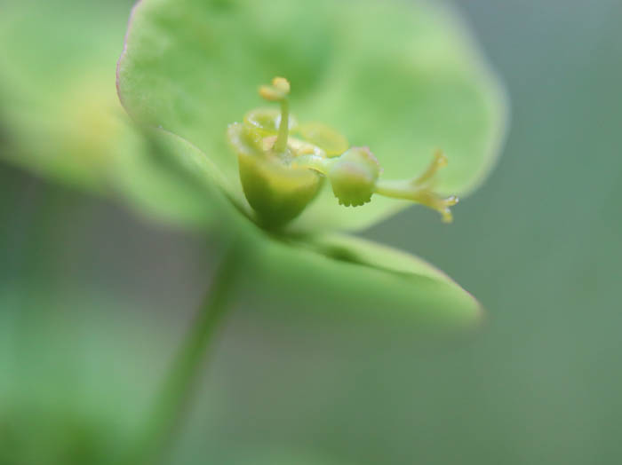 ハクサンタイゲキの花：地附山