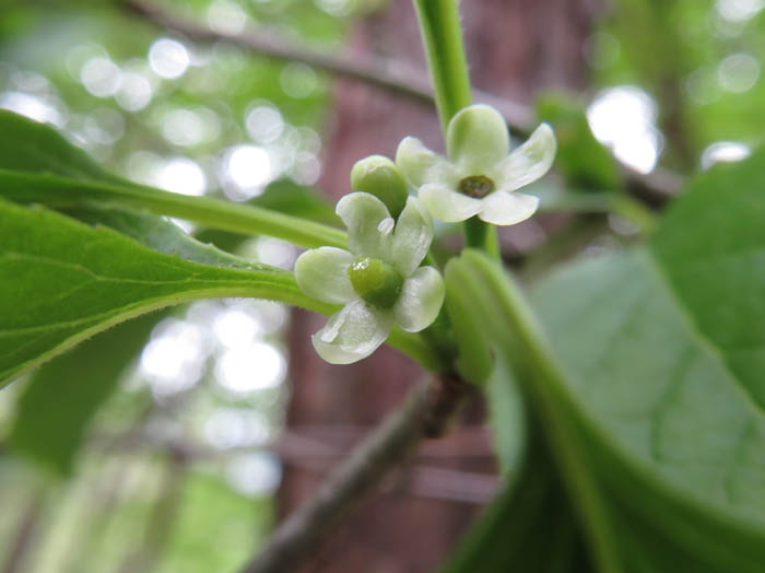 アオハダの花：地附山