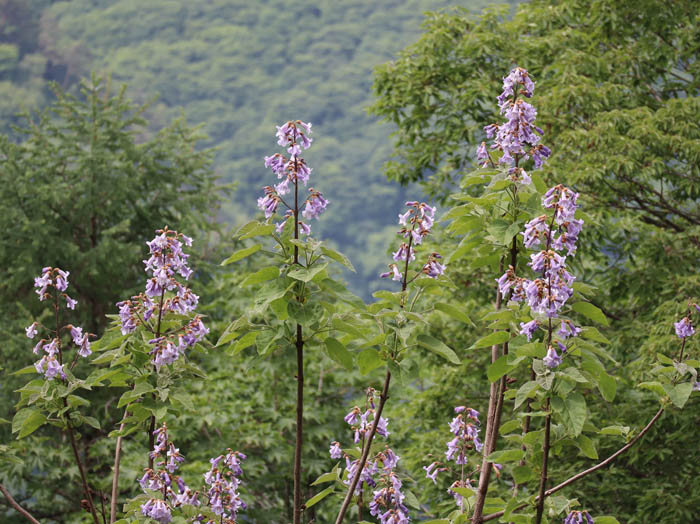 桐の花：葛山