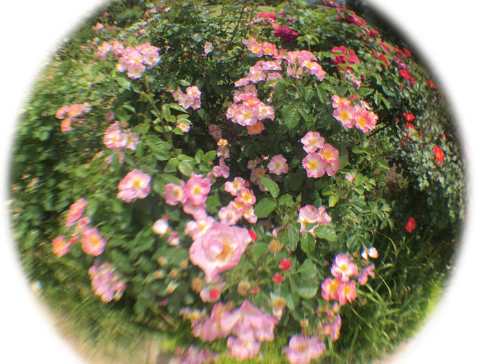 バラ祭り：中野市一本木公園