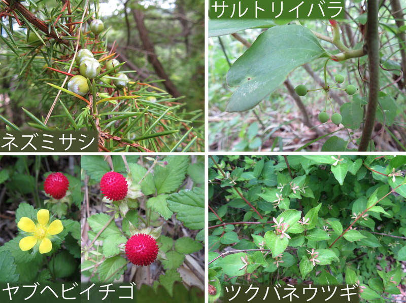 photo：ネズミサシ,サルトリイバラ,ヤブヘビイチゴ,ツクバネウツギ：地附山