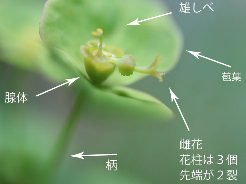 photo：ハクサンタイゲキ杯状花序：地附山