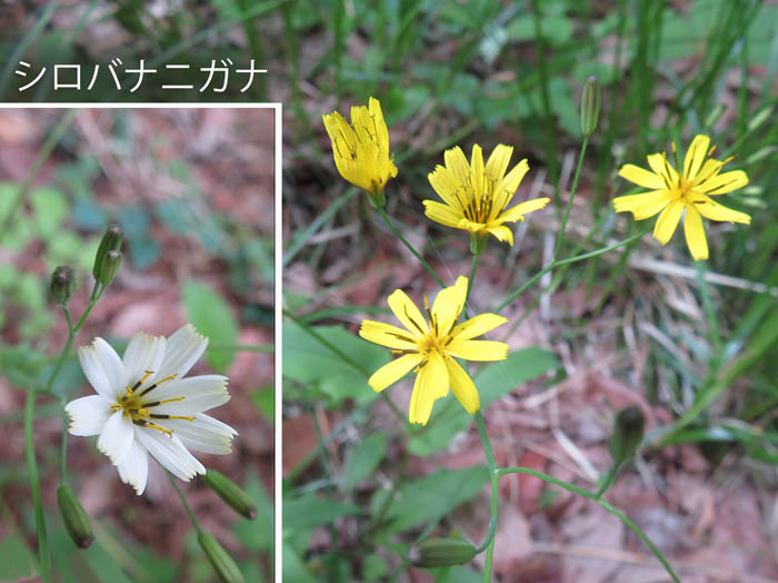 photo：ハナニガナ：地附山