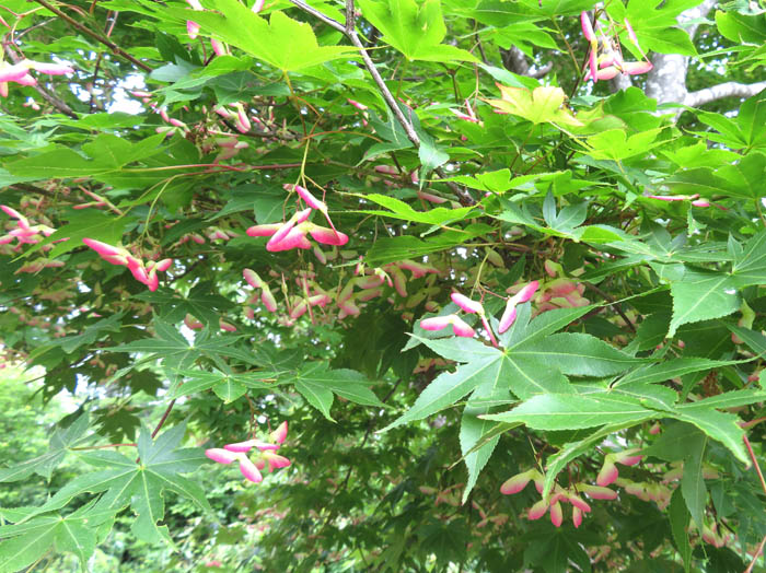 photo：ヤマモミジ：葛山
