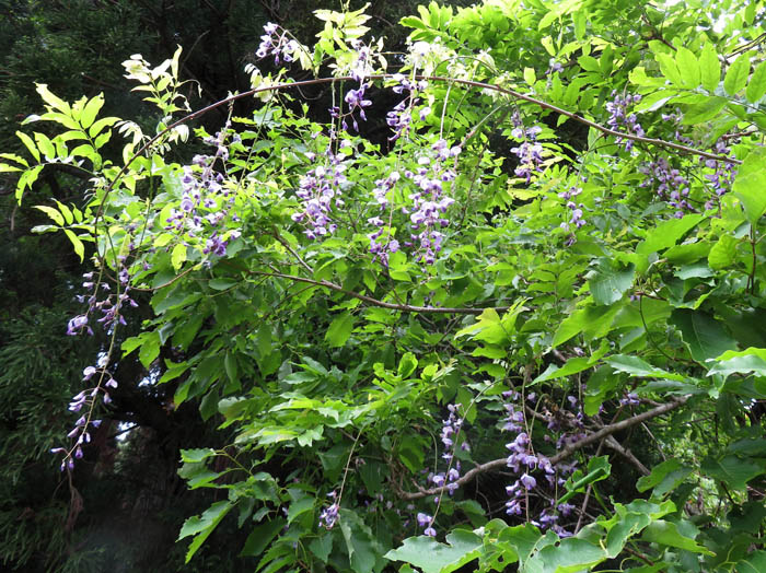photo：フジ：葛山