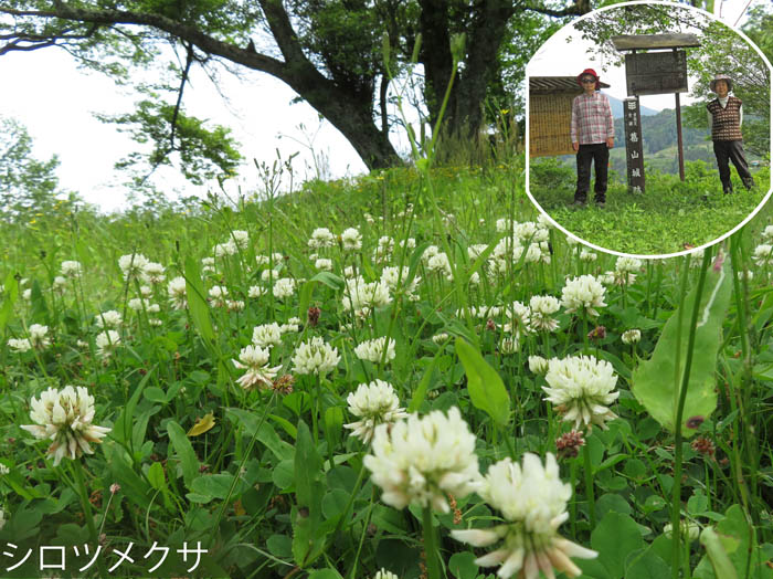 photo：シロツメクサ：葛山