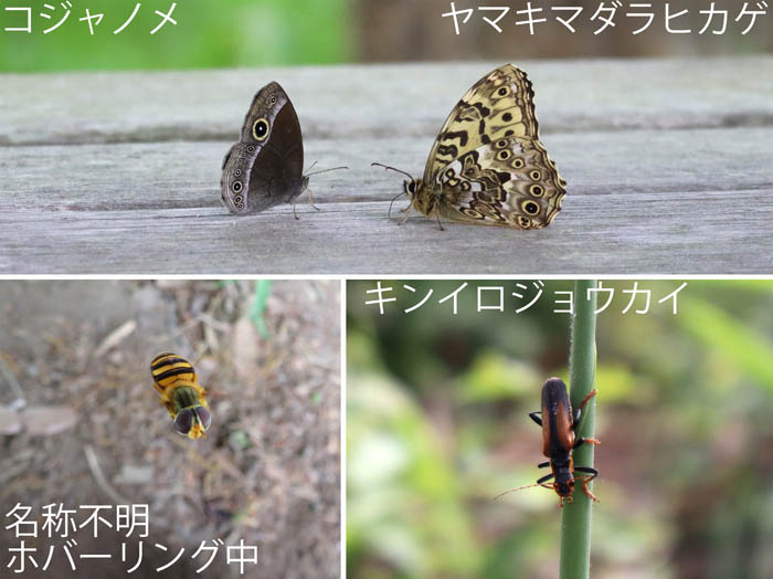 photo：コジャノメ,ヤマキマダラヒカゲ,キンイロジョウカイ：葛山