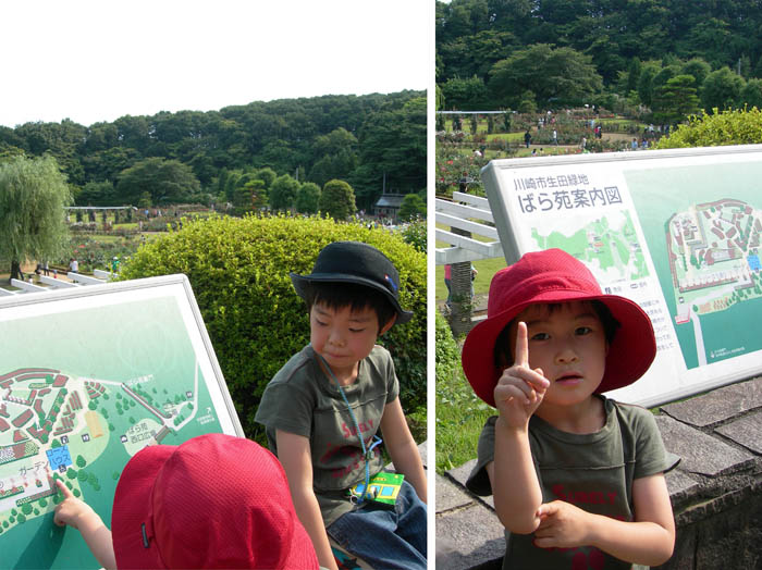 photo：生田緑地ばら苑
