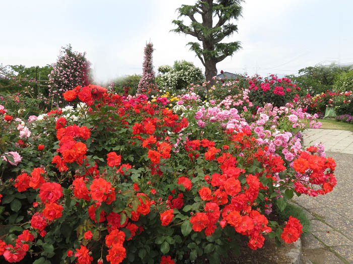 photo：満開のバラ園：一本木公園
