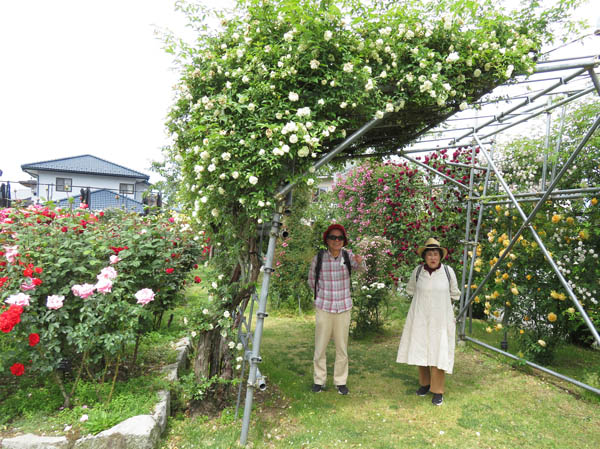 photo：薔薇の中で：一本木公園