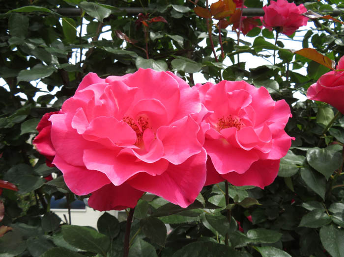 photo：ロマンス：一本木公園