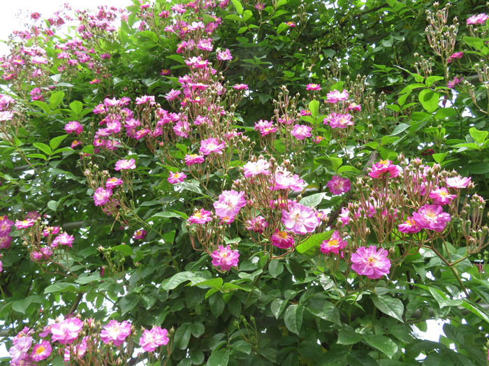 photo：シックナカノ：一本木公園