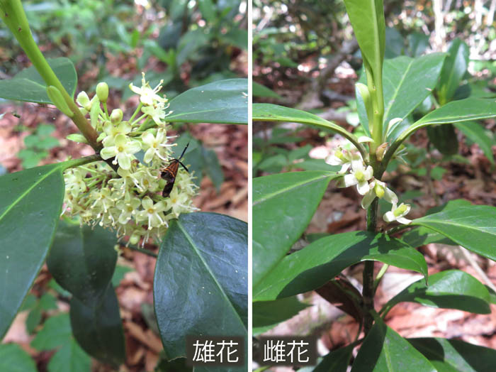 photo：雌雄異株のツルシキミ：袴岳