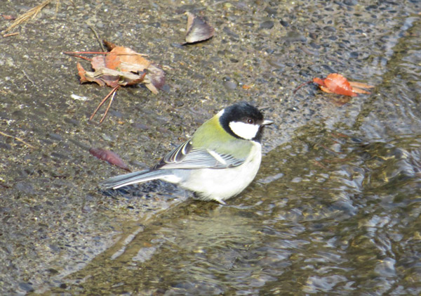 写真・シジュウカラ