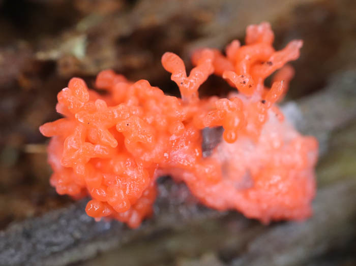 コモチクダホコリ？の未熟子実体：地附山