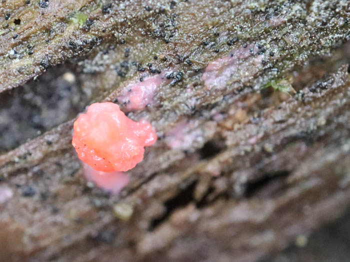 コモチクダホコリ？の未熟子実体：地附山
