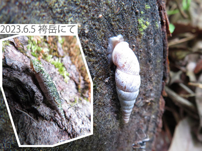 photo：陸の貝　キセルガイ：地附山