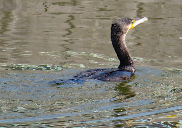写真・カワウ1