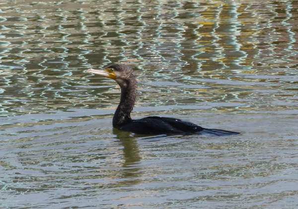 写真・カワウ2
