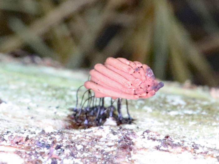 サビムラサキホコリ？：地附山
