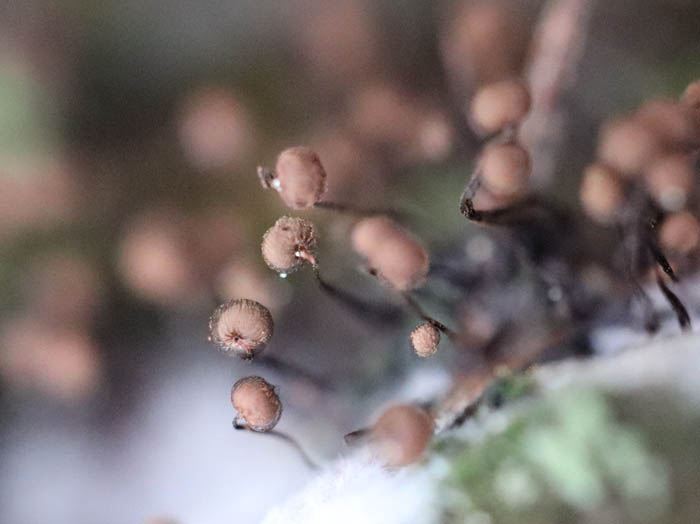 クモノスホコリ：戸隠森林植物園