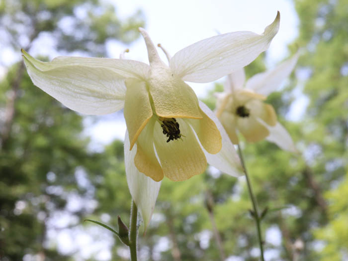 オダマキ：戸隠森林植物園