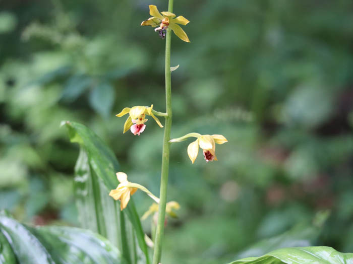 サルメンエビネ：戸隠森林植物園