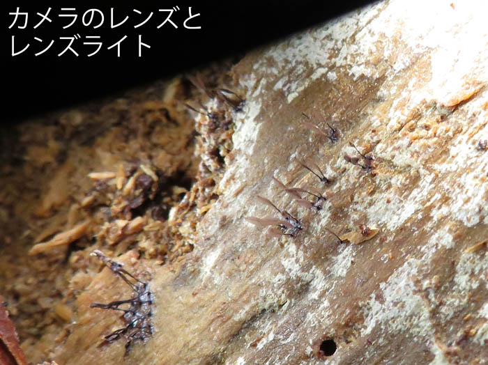 photo：ハダカコムラサキホコリ：地附山