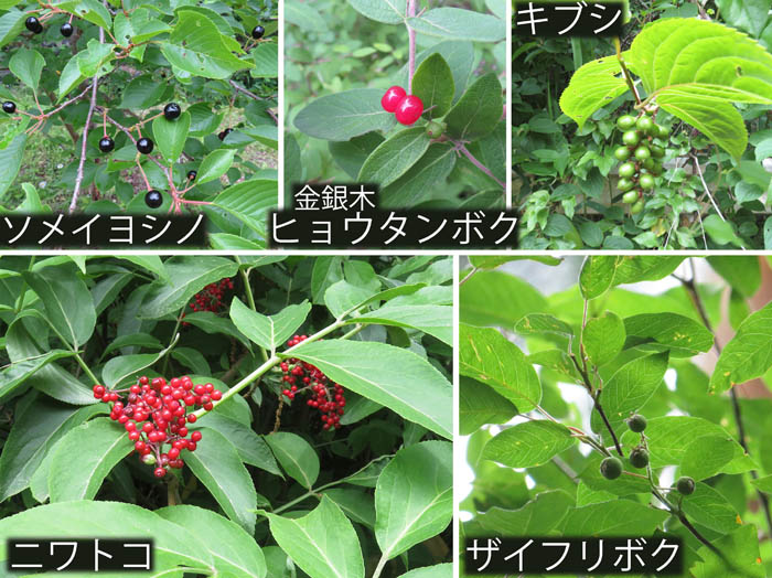photo：ソメイヨシノ,ニワトコ,ヒョウタンボク,キブシ,ザイフリボク：地附山