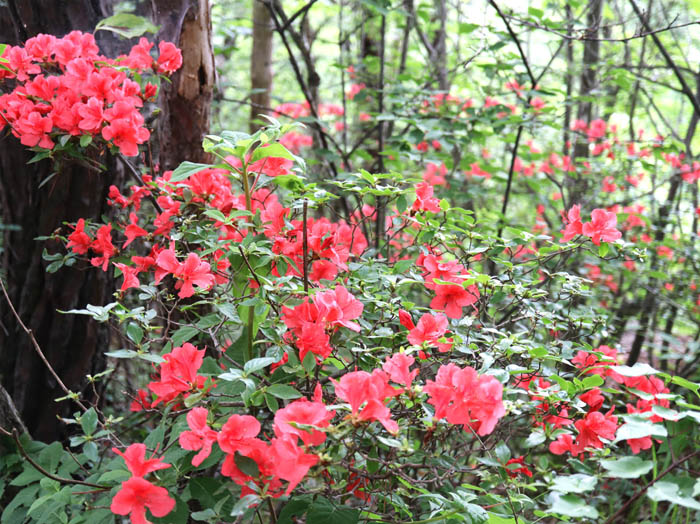 photo：鮮やかなヤマツツジ：地附山