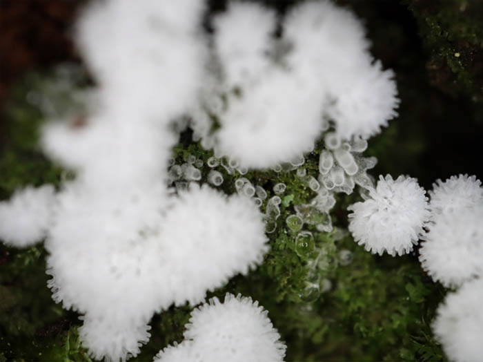 photo：白い芸術タマツノホコリ：地附山