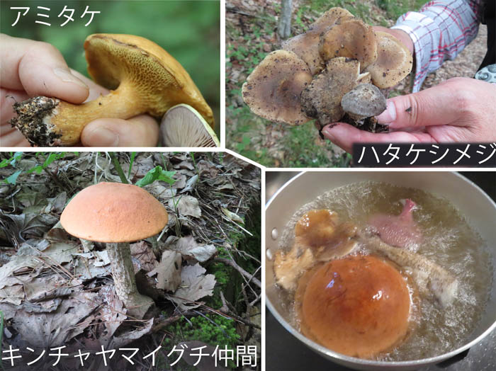 photo：アミタケ,ハタケシメジ：地附山