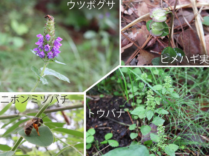 photo：ウツボグサ,ヒメハギ,トウバナ,ニホンミツバチ：地附山