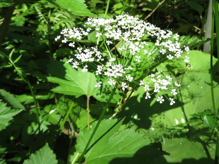 photo：セリ科の花：妙高苗名滝周辺