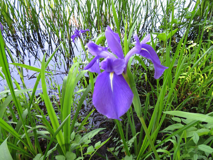 photo：御鹿池の花菖蒲