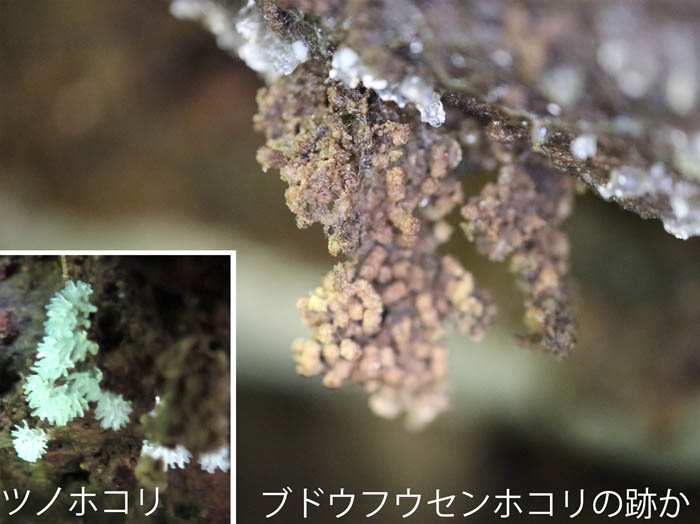 photo：ツノホコリ,ブドウフウセンホコリか：御鹿池