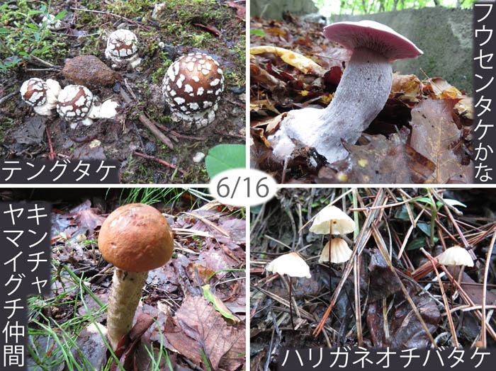 photo：テングタケ,フウセンタケ,キンチャヤマイグチ,ハリガネオチバタケ：地附山