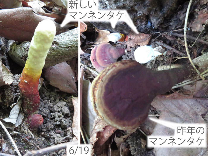 photo：マンネンタケ：地附山